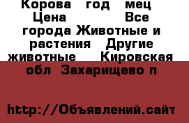 Корова 1 год 4 мец › Цена ­ 27 000 - Все города Животные и растения » Другие животные   . Кировская обл.,Захарищево п.